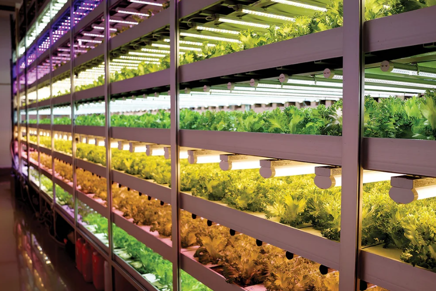 Vertical Farming Article